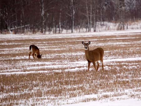 2 Deer
