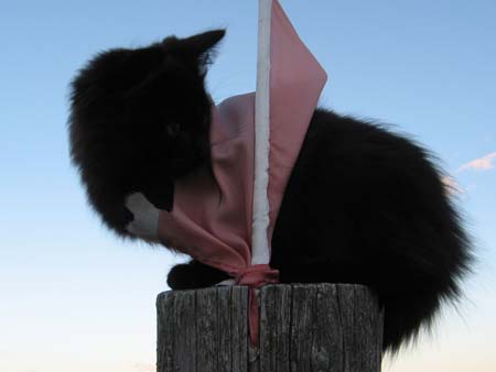Cat with Flag