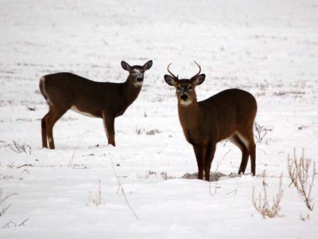 2 Deer in Snow