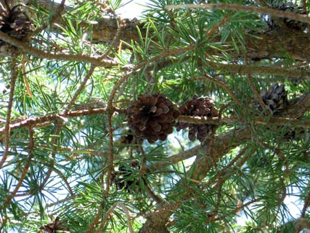 Pine Cones in Tree